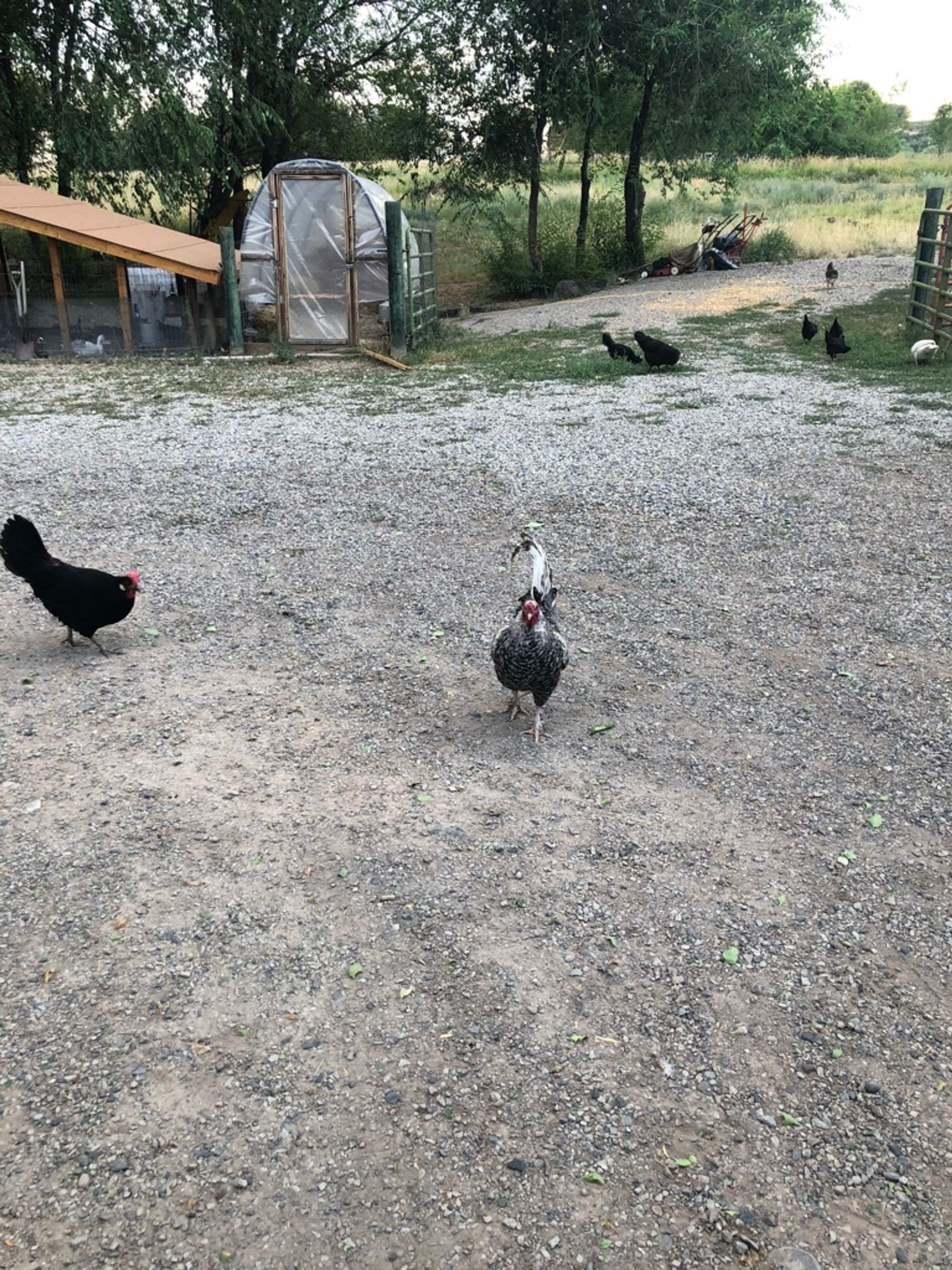 The chicken that tried to fight me